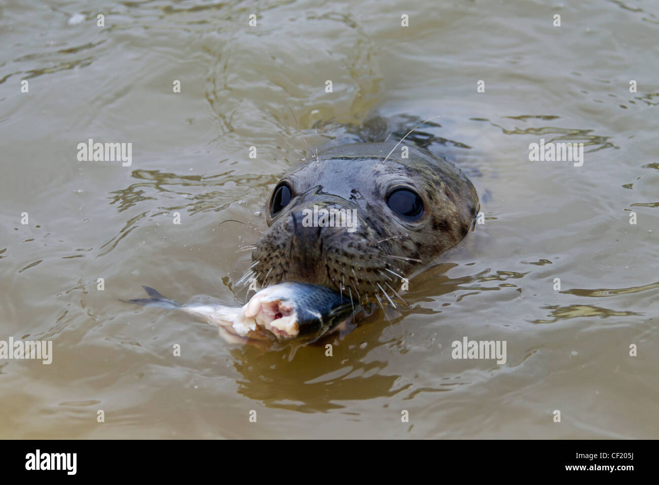 Juvenile Grey seal / gray seal (Halichoerus grypus) eating fish at the seal rehabilitation centre Friedrichskoog, Germany Stock Photo