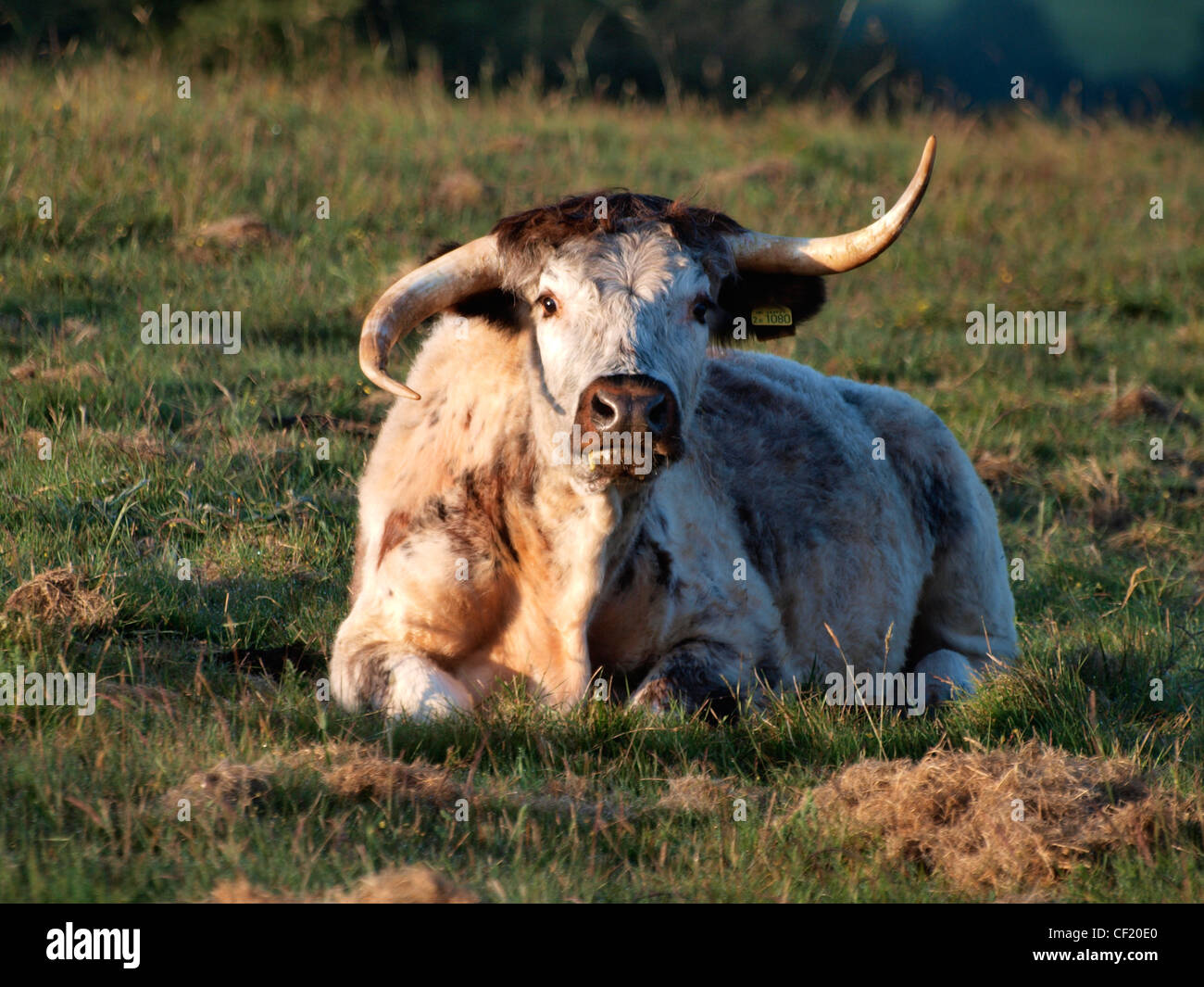Long horn Cow, Somerset, UK Stock Photo