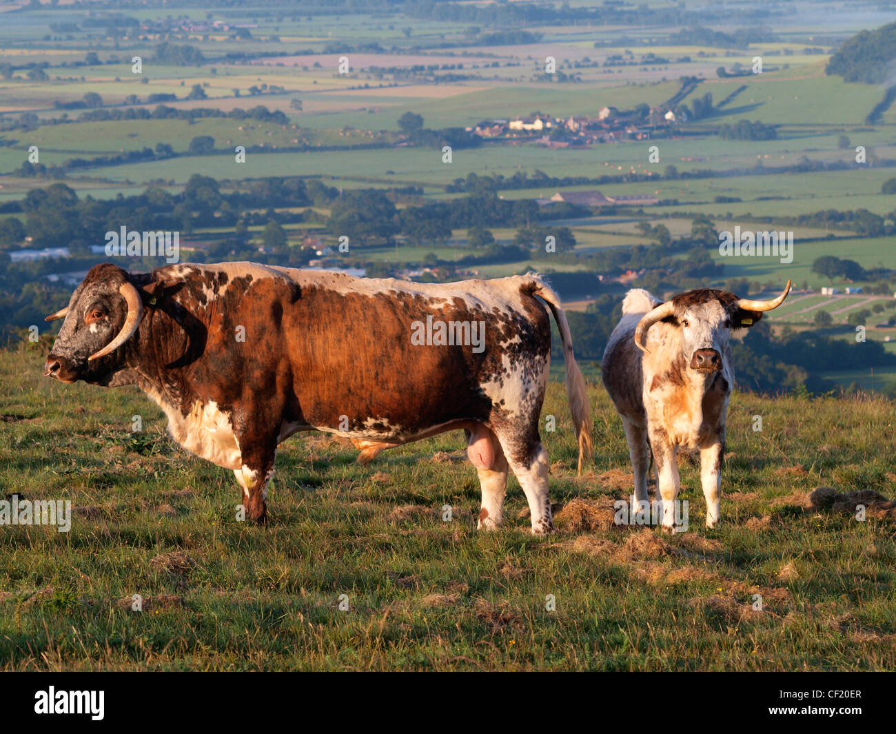 Long horn bull and cow on the Mendip Hills, Somerset, UK Stock Photo