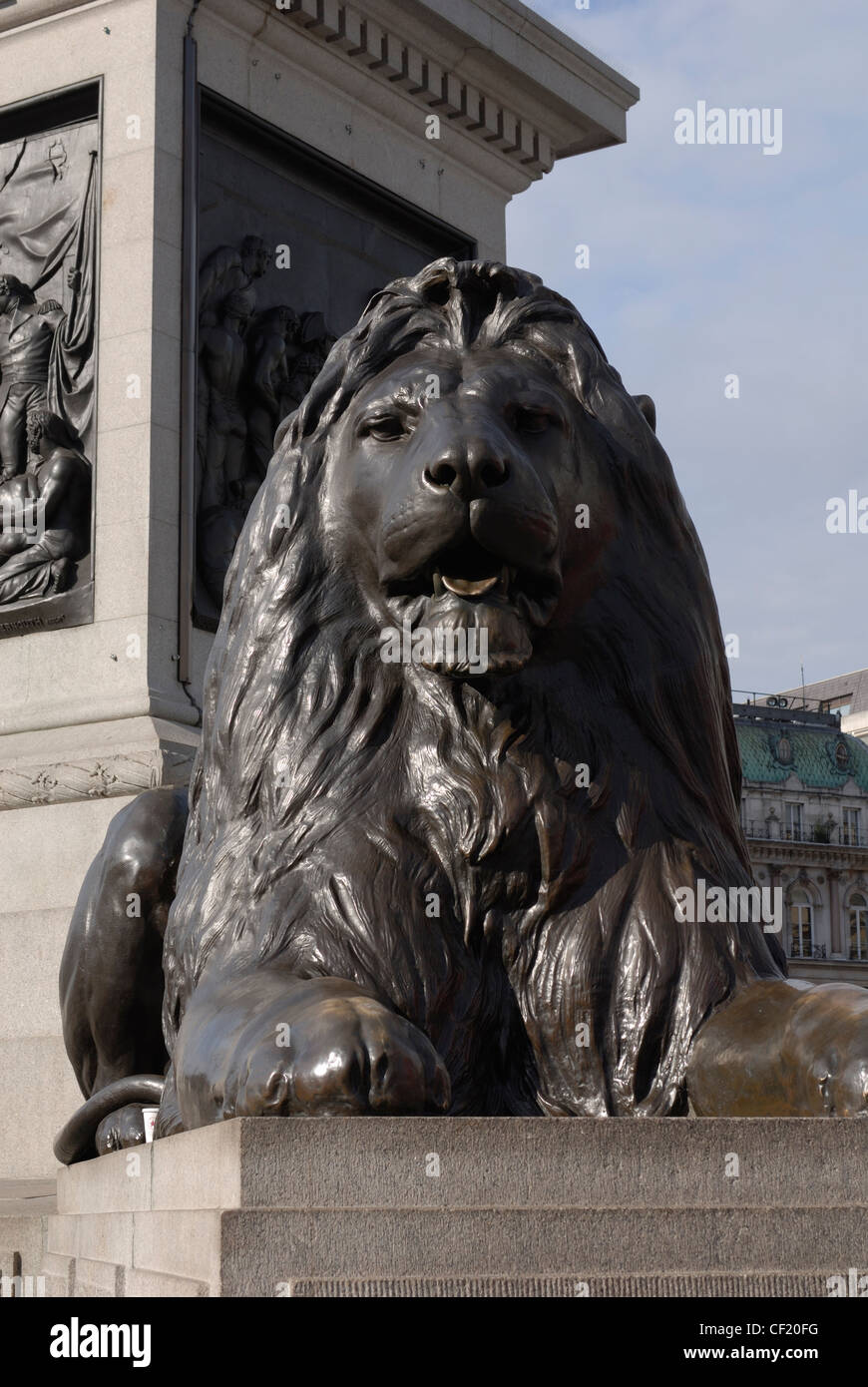One of the bronze lions at the base of Nelson's Column in Trafalgar Square. The lions were sculpted by Sir Edwin Landseer and in Stock Photo