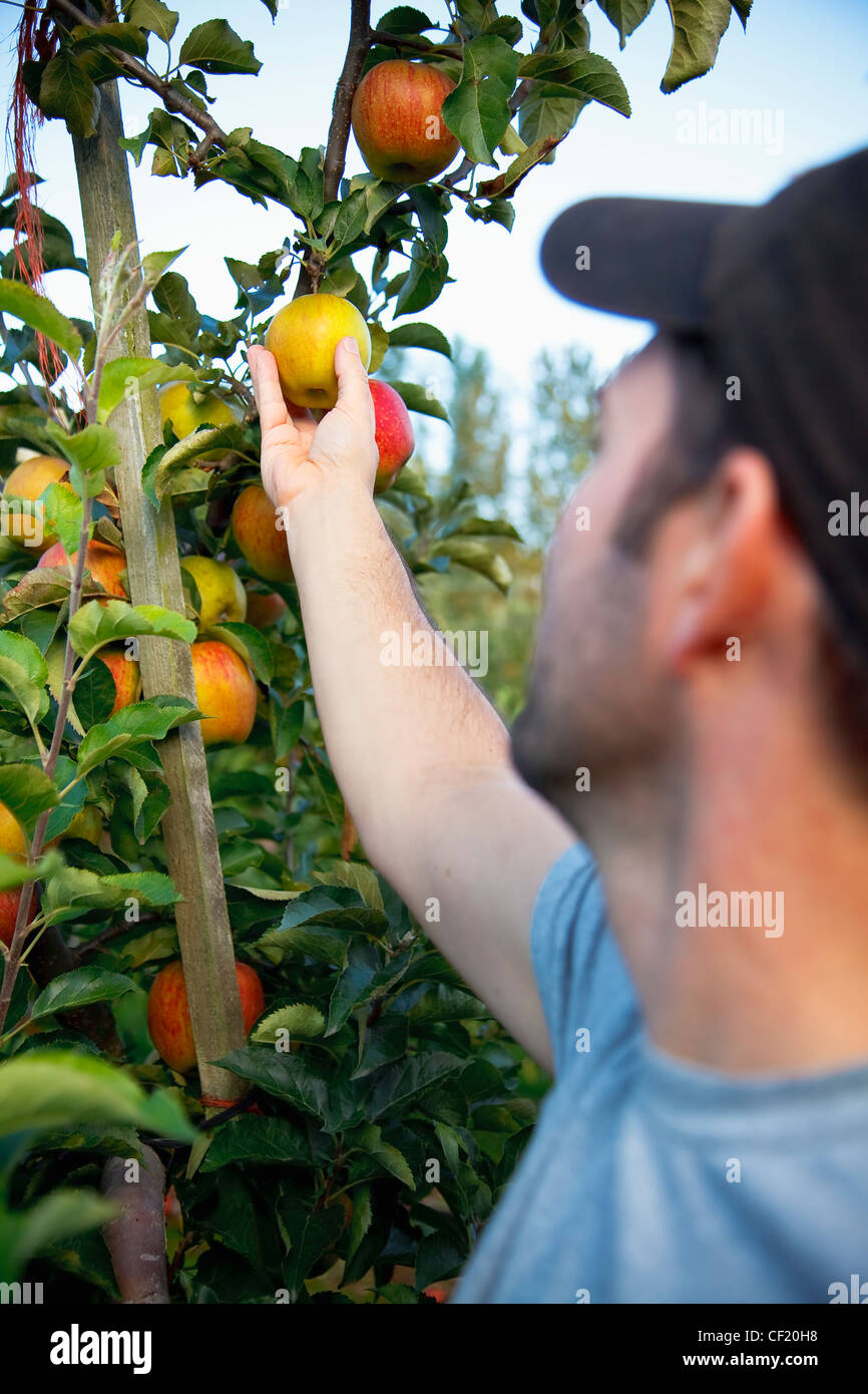 people-picking-apples-from-a-tree-hi-res-stock-photography-and-images