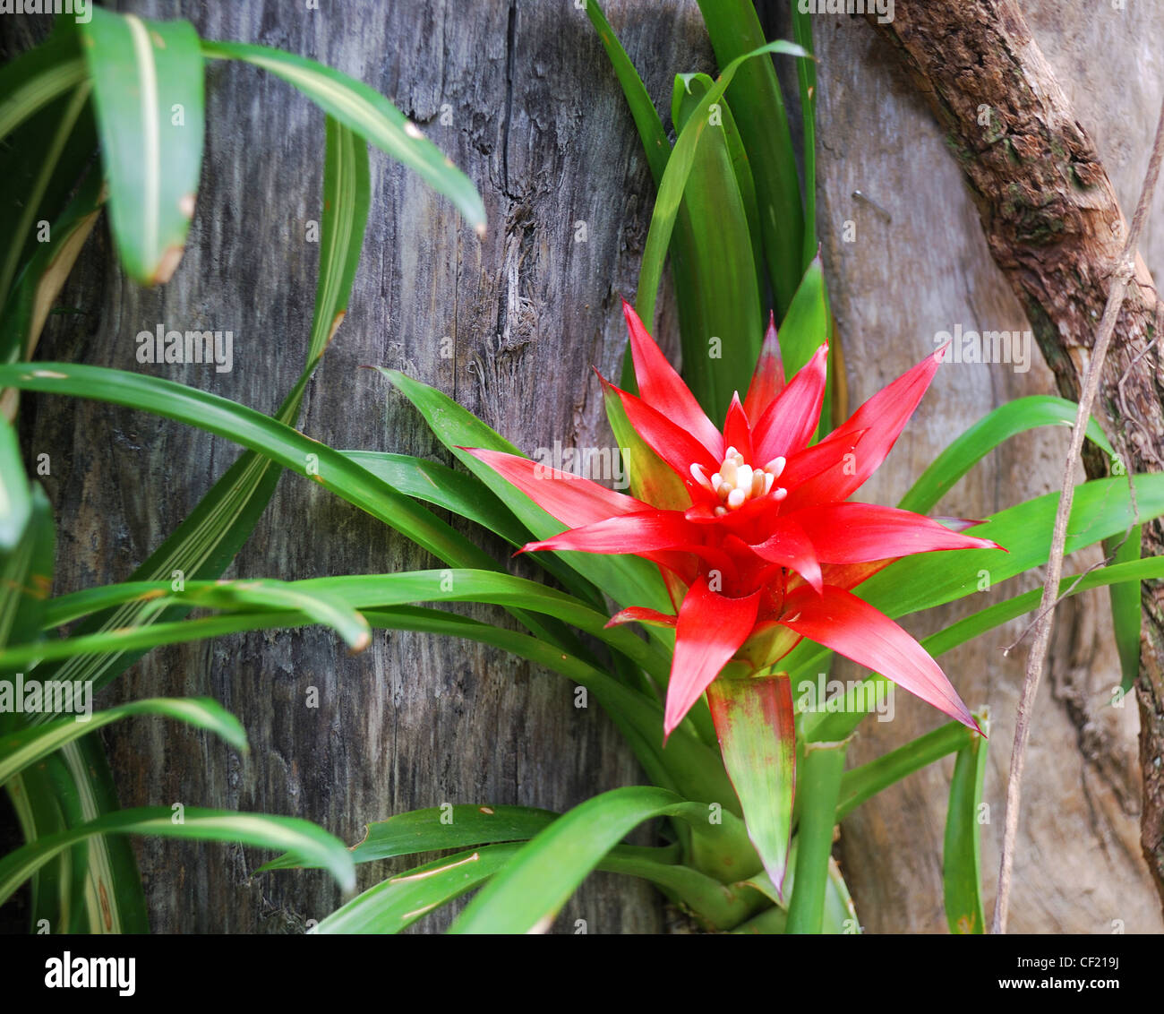 Large red flower of green plant against old tree trunk. Stock Photo