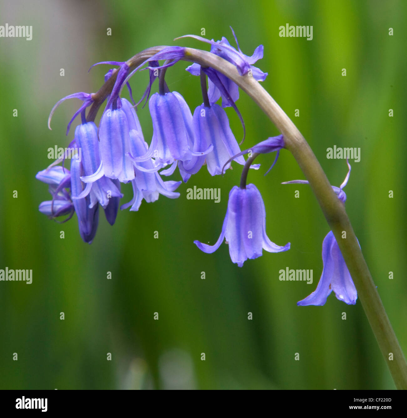 Common Bluebell, ( Hyacinthoides ) a blue flower seen in spring, here in Lymm, Cheshire, UK Stock Photo