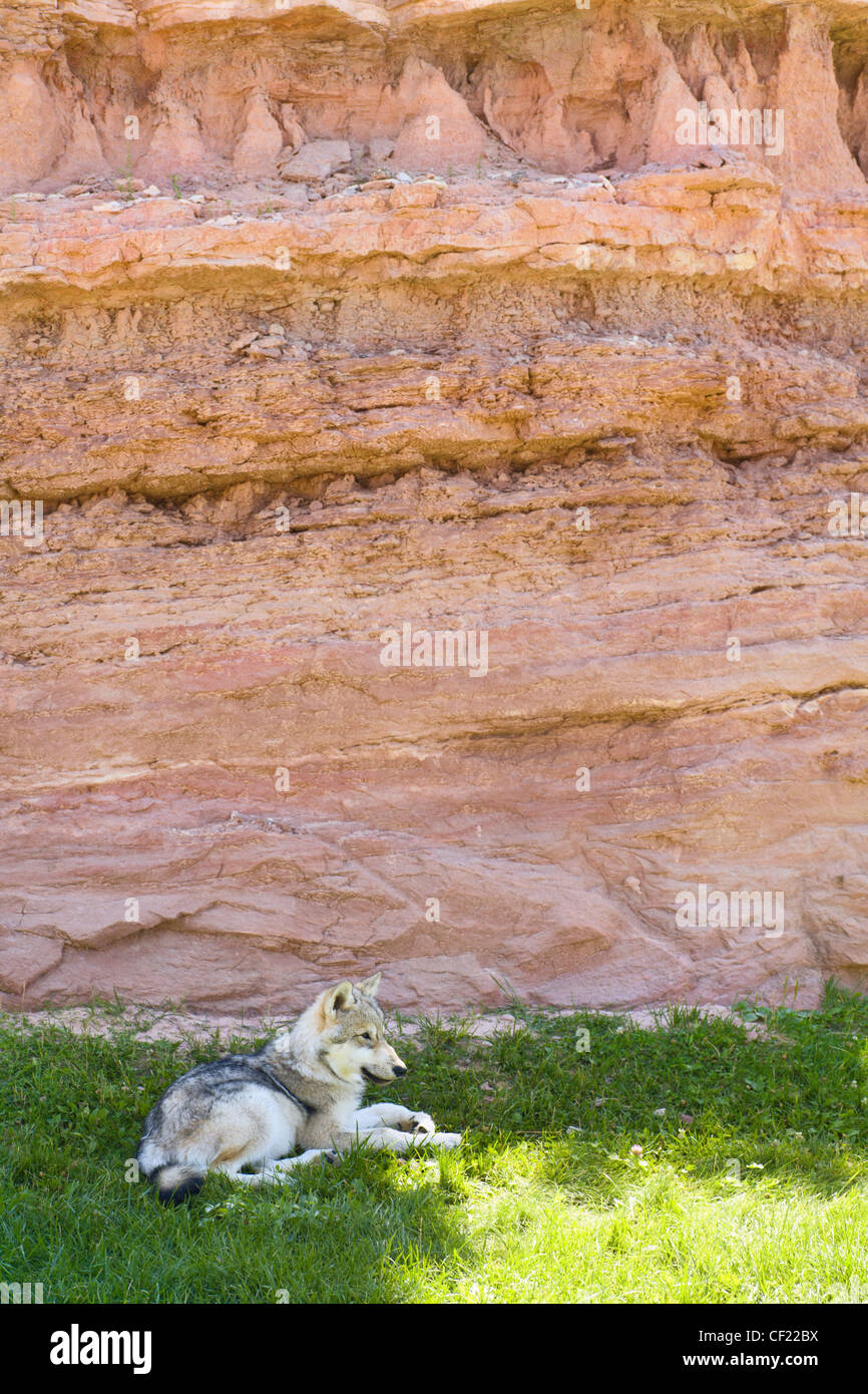 Wolf Resting On Ground Next To Rock Face; South Dakota Usa Stock Photo