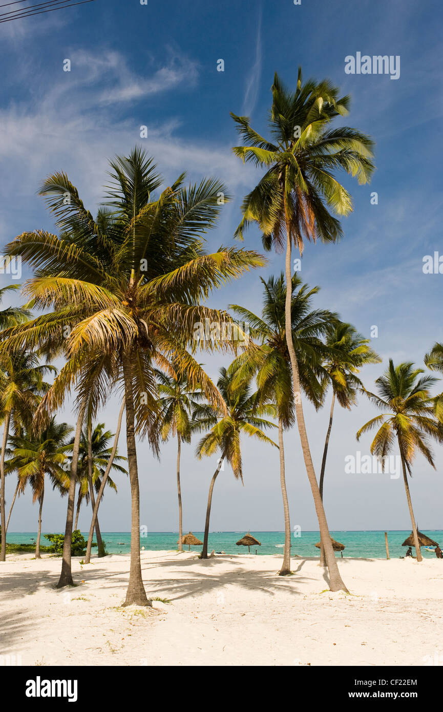 Coconut palms at the beach of Paje, Zanzibar, Tanzania Stock Photo