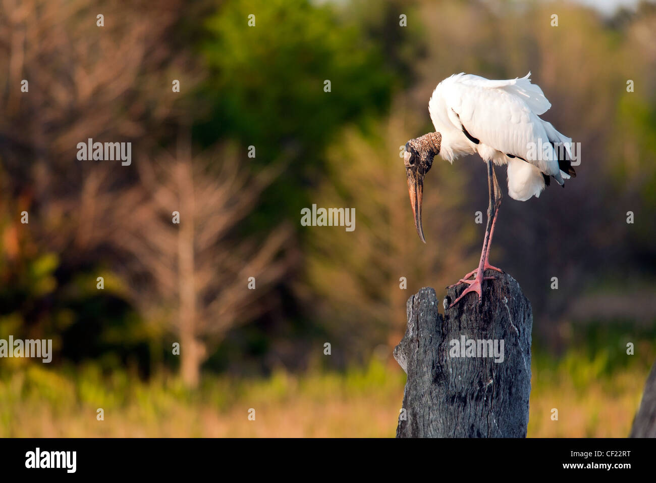 Wood Stork - Green Cay Wetlands - Delray Beach, Florida USA Stock Photo