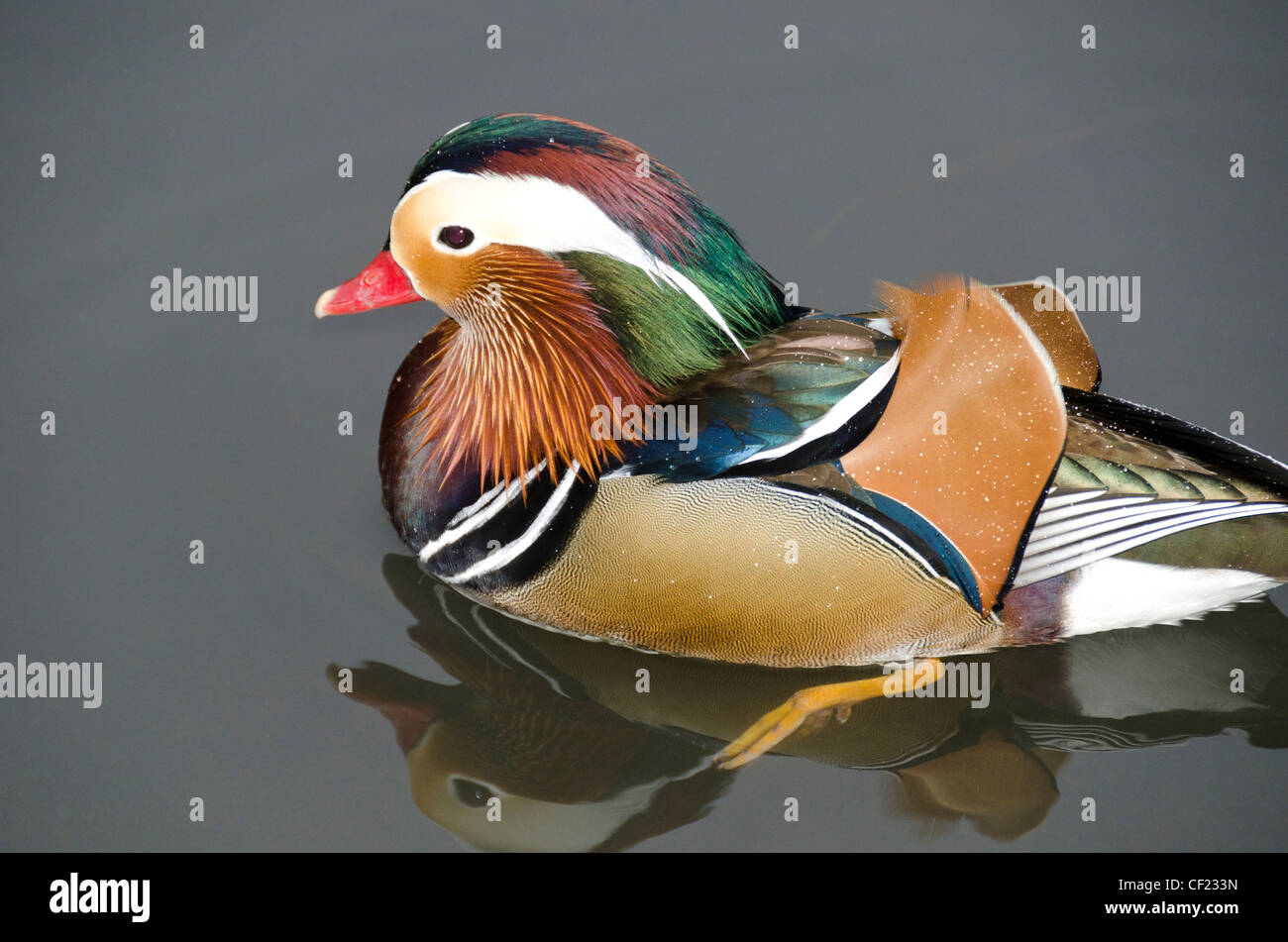 A 4K ultra HD mobile wallpaper showcasing a vibrant and exotic Mandarin  Duck, with its striking and colorful plumage, gliding serenely on a calm  lake, reflecting its beauty