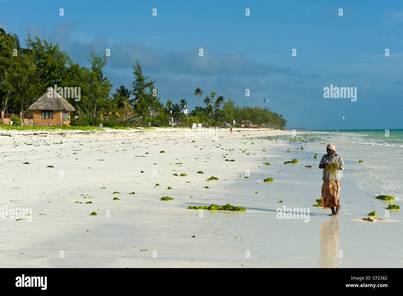 Woman collecting seaweed on the beach of Paje, Zanzibar, Tanzania Stock Photo
