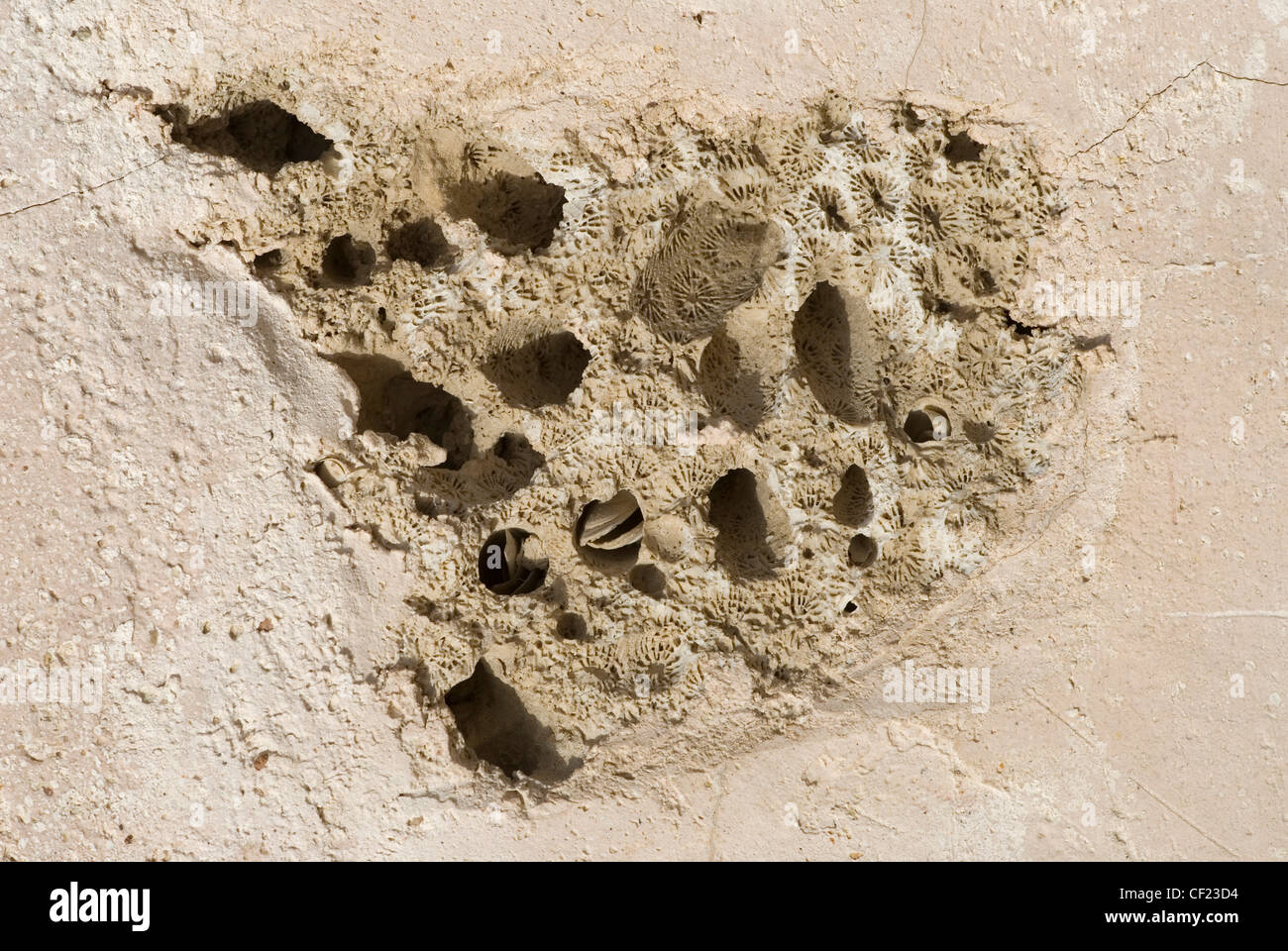 fossil surface texture Stock Photo