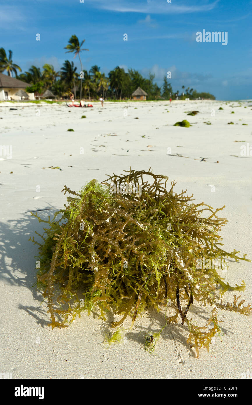 Paje, Zanzibar, Tanzania Stock Photo