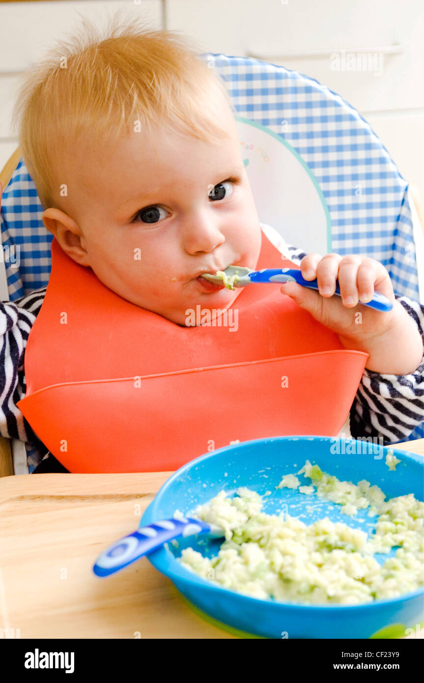 Blonde male child aged months wearing a black and white stripey top and an orange bib, sitting in a high chair and eating baby Stock Photo