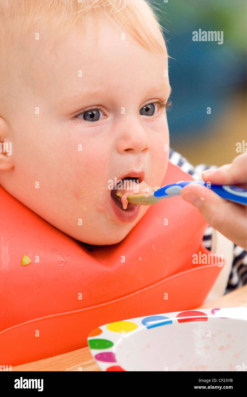 Cropped image of blonde male child aged months wearing a black and white stripey top and an orange bib being fed baby food a Stock Photo