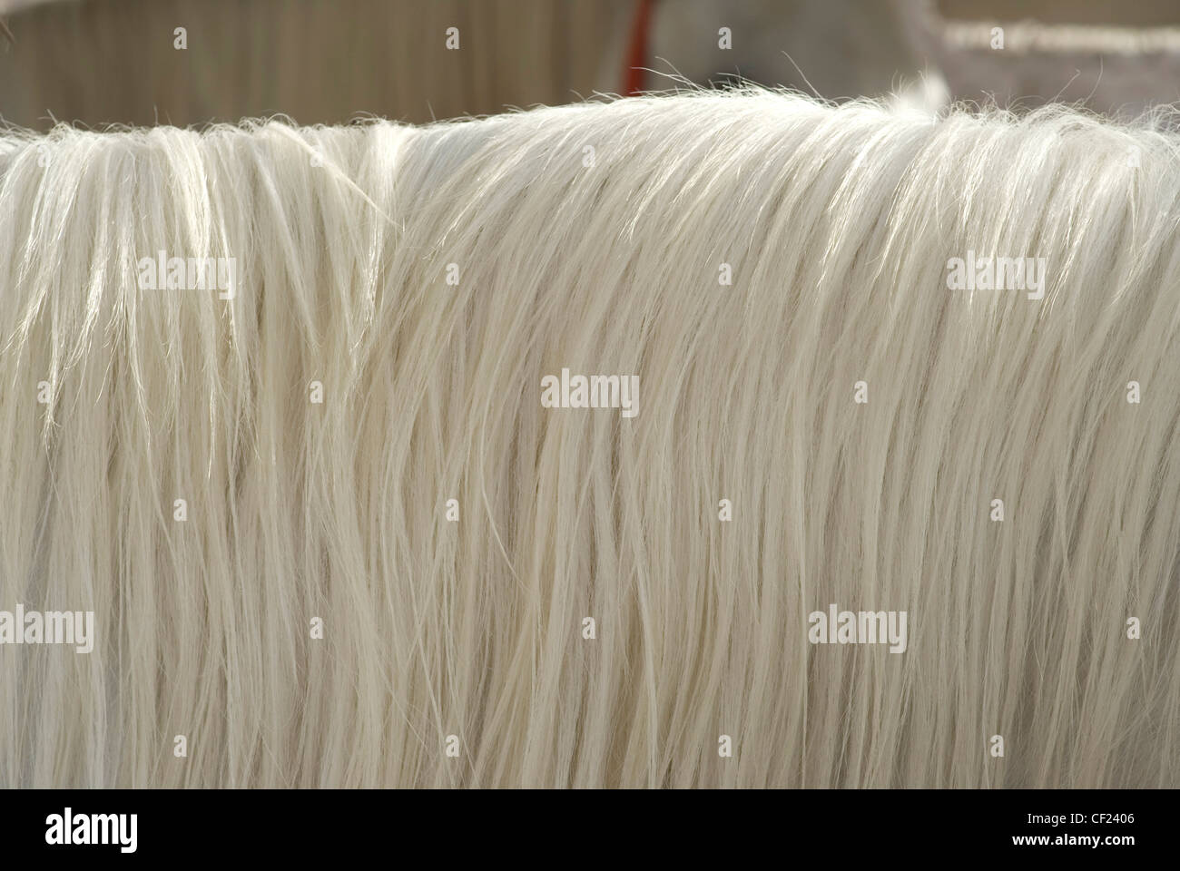 Horse hair Stock Photo
