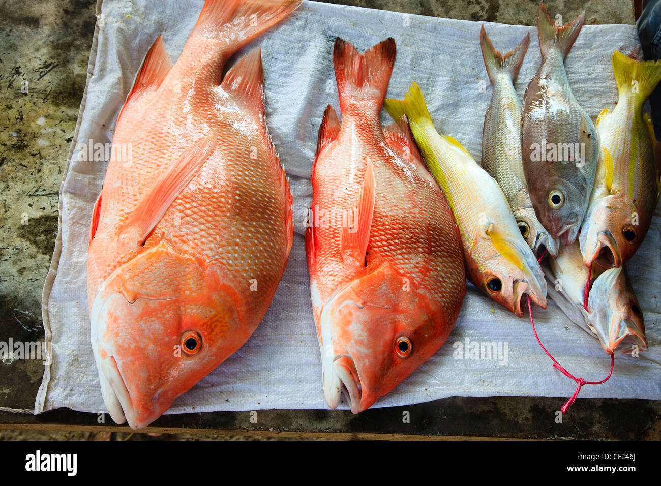 Red snapper fish, freshly caught and for sale from a roadside stall