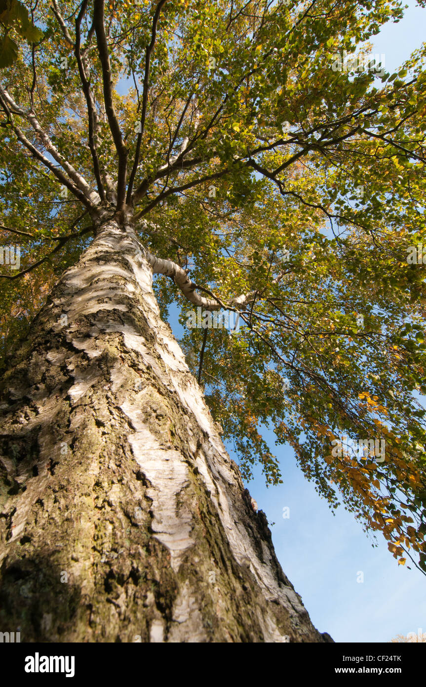 Autumnal silver birch tree (betula spp) Stock Photo