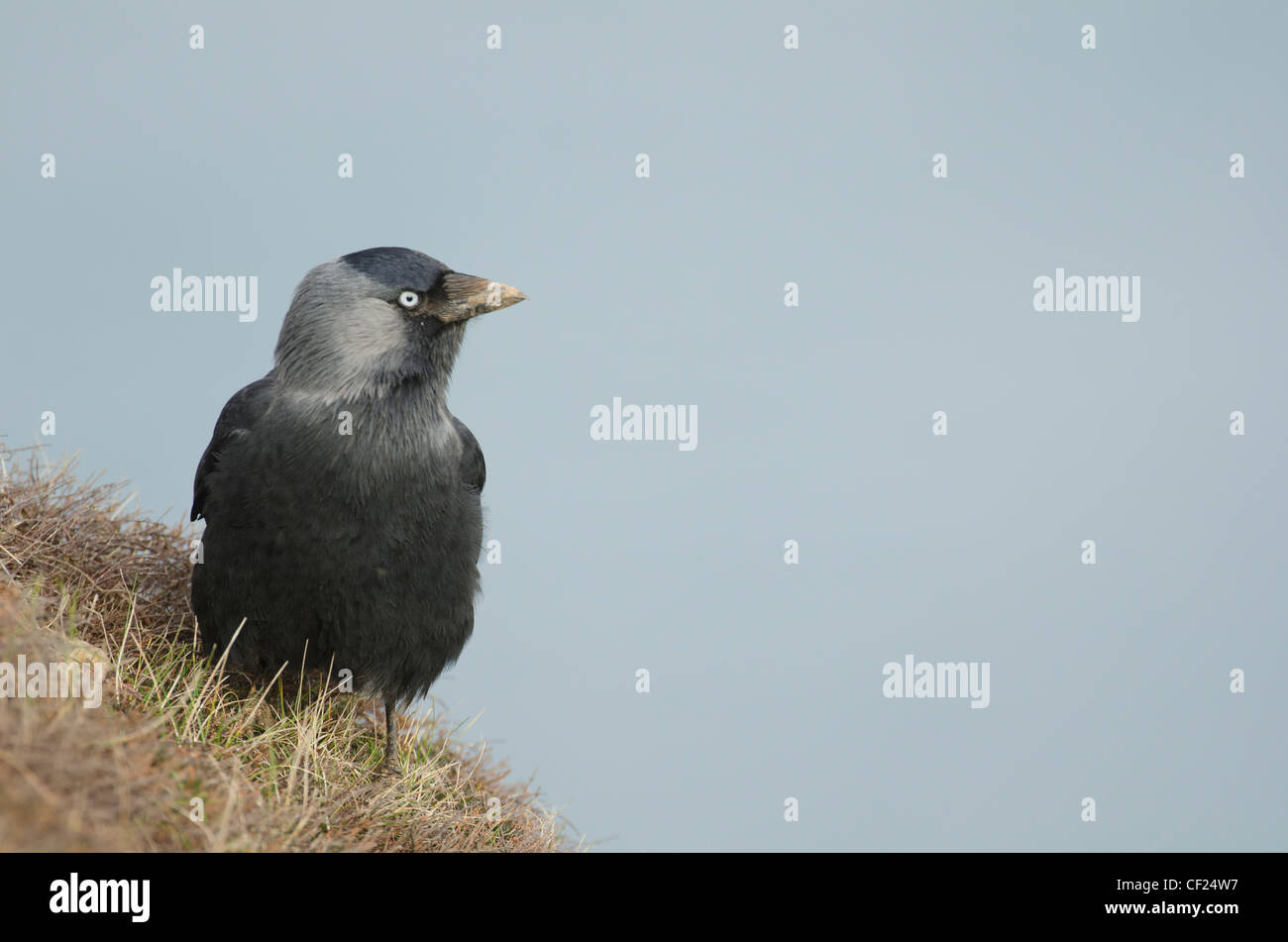 Jackdaw Coloeus monedula perched on a cliff in Cornwall Stock Photo