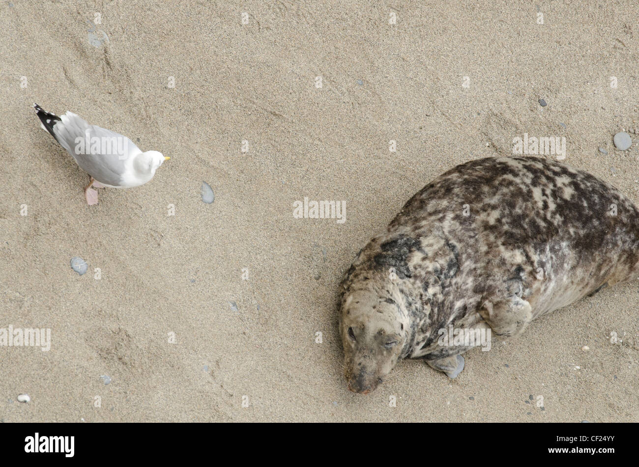 Grey Seal having a disagreement with a Herring gull Stock Photo