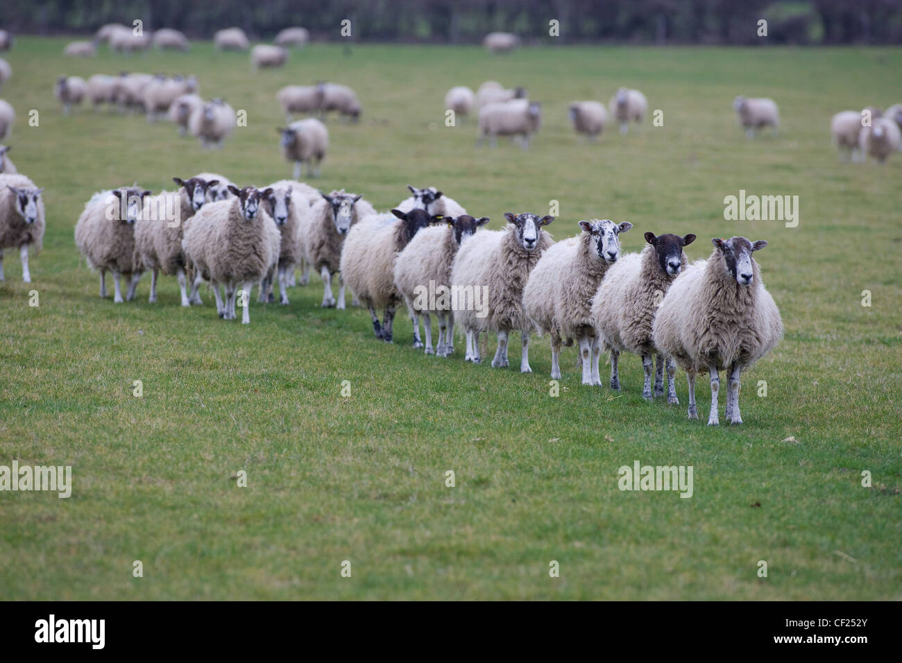 Sheep walking in line Stock Photo
