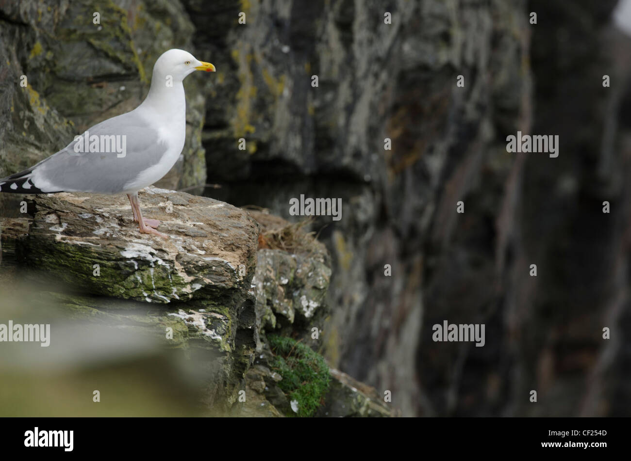 Herring Gull in Cornwall (Larus argentatus) Stock Photo