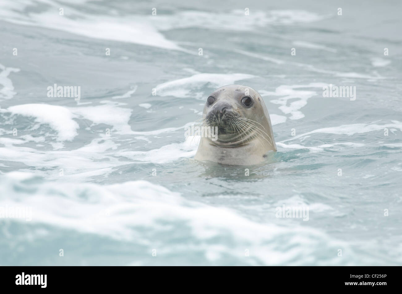 Young Grey Seal in Cornwall Stock Photo