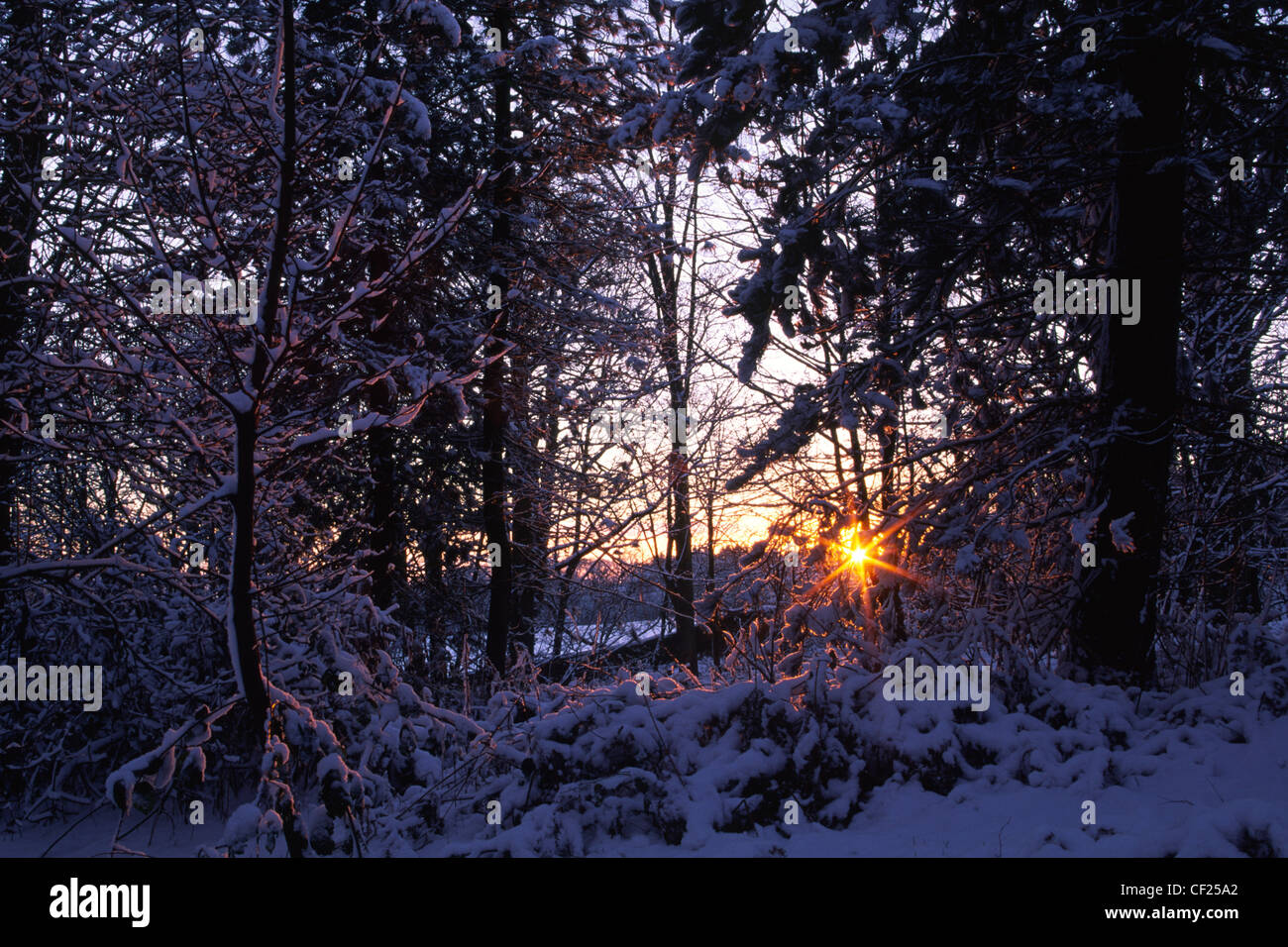 The sun sets behind woodland transformed by a winter snow fall. Stock Photo