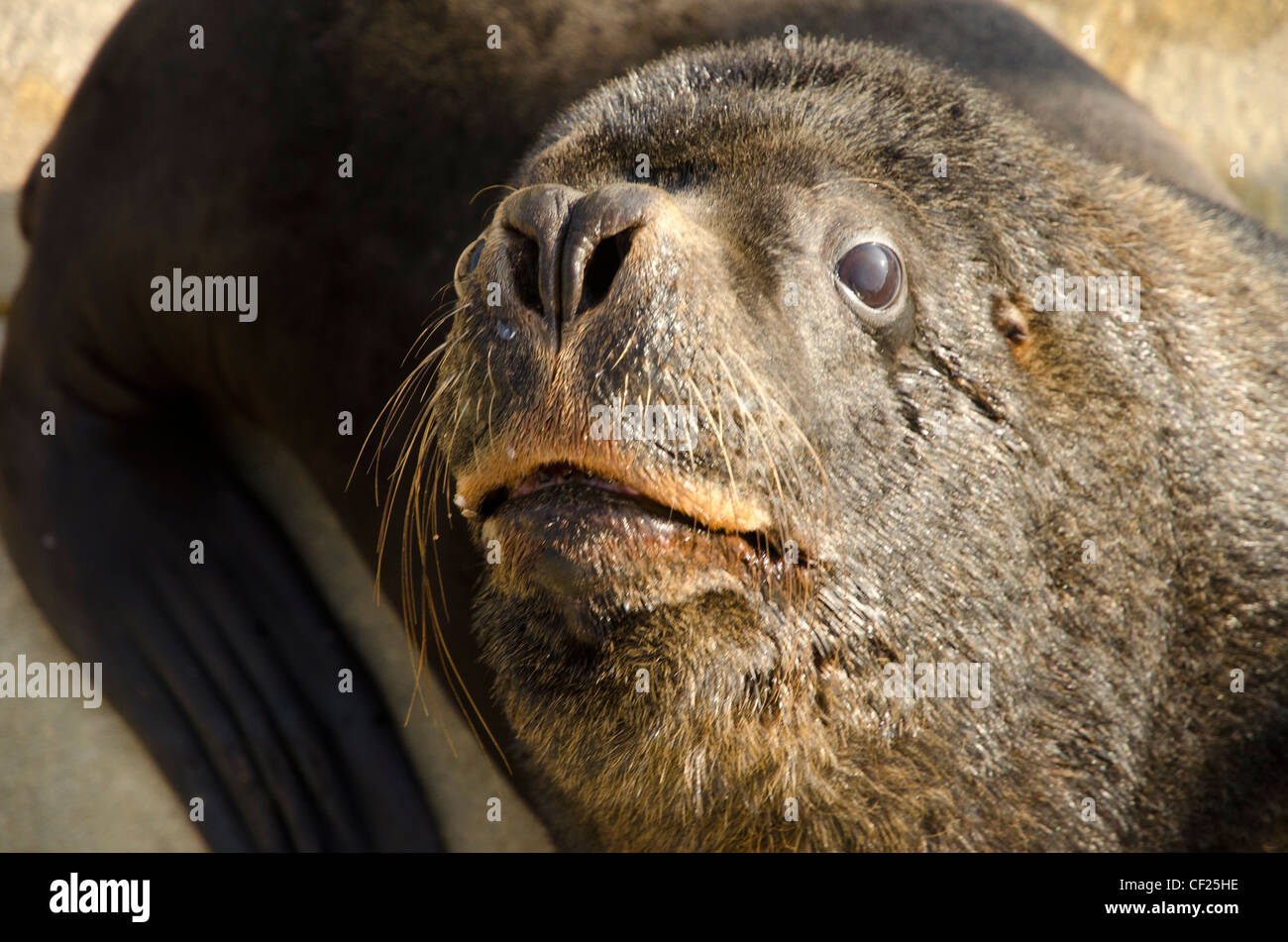 A Patagonian sea lion at the seal sanctuary in Cornwall Stock Photo