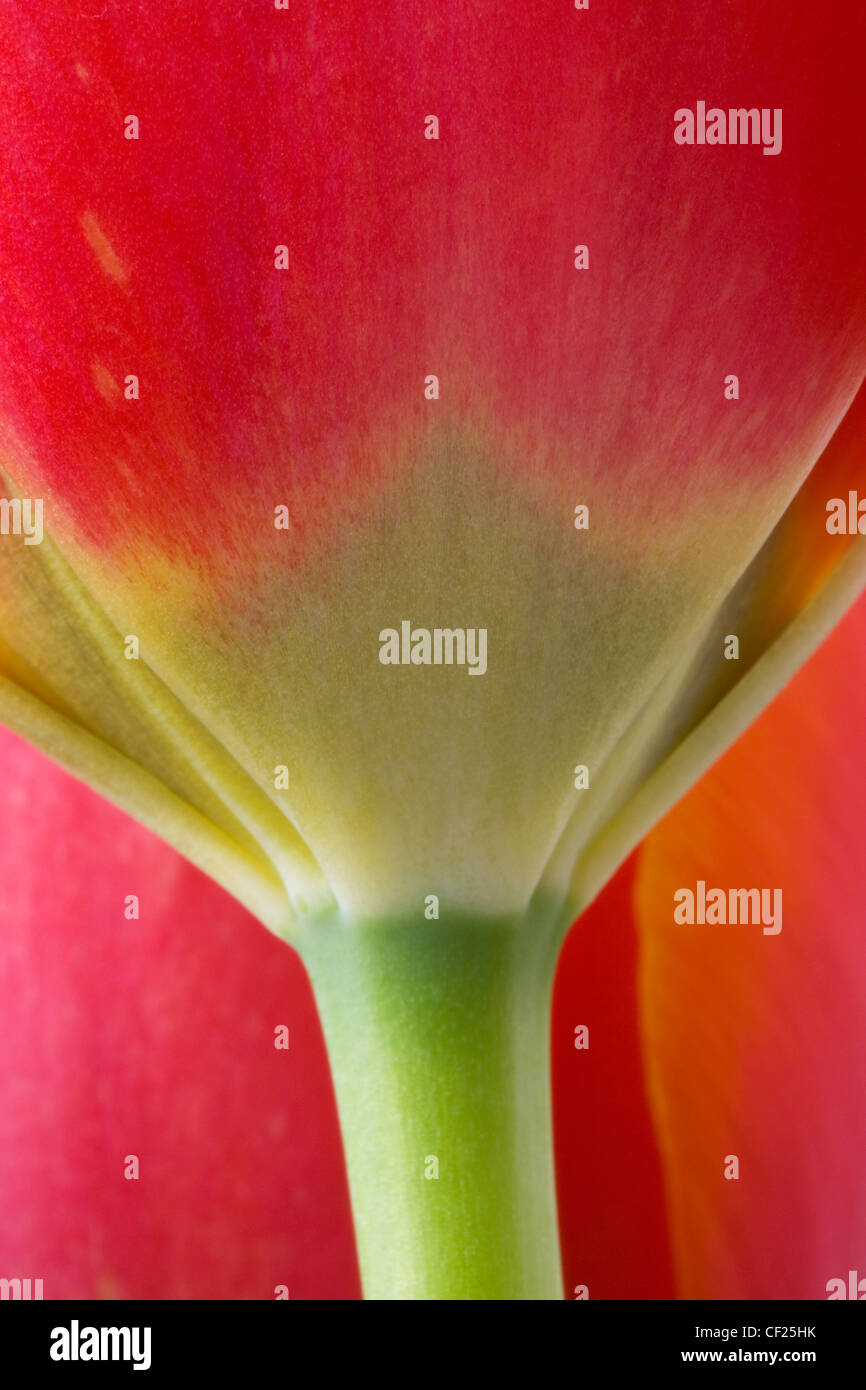 Extreme Close-Up Of Stem Of Colorful Tulip Stock Photo - Alamy