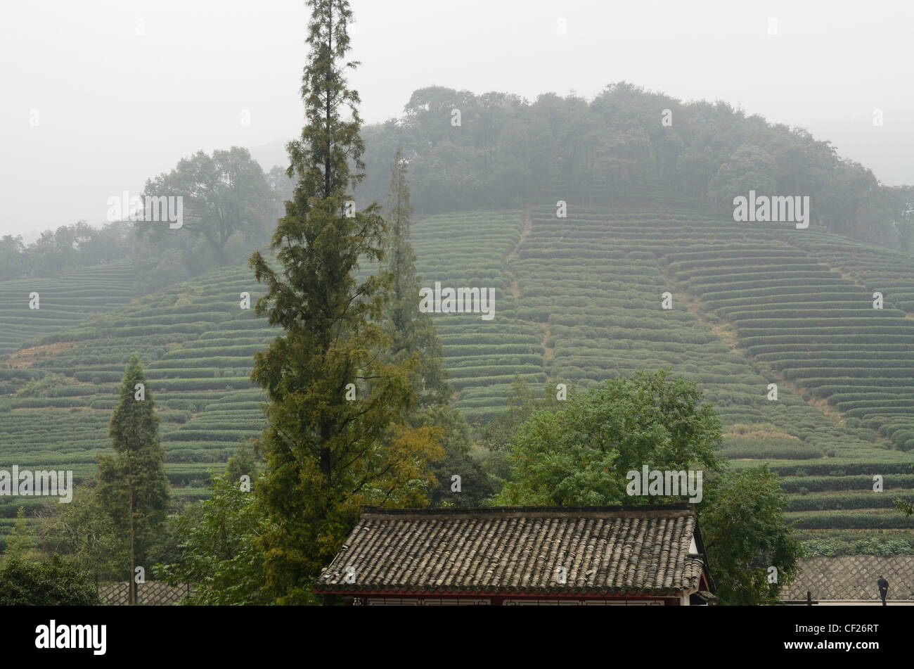 Tea bushes on Fenghuang Hill at Dragon Well Longjing tea plantation China Stock Photo