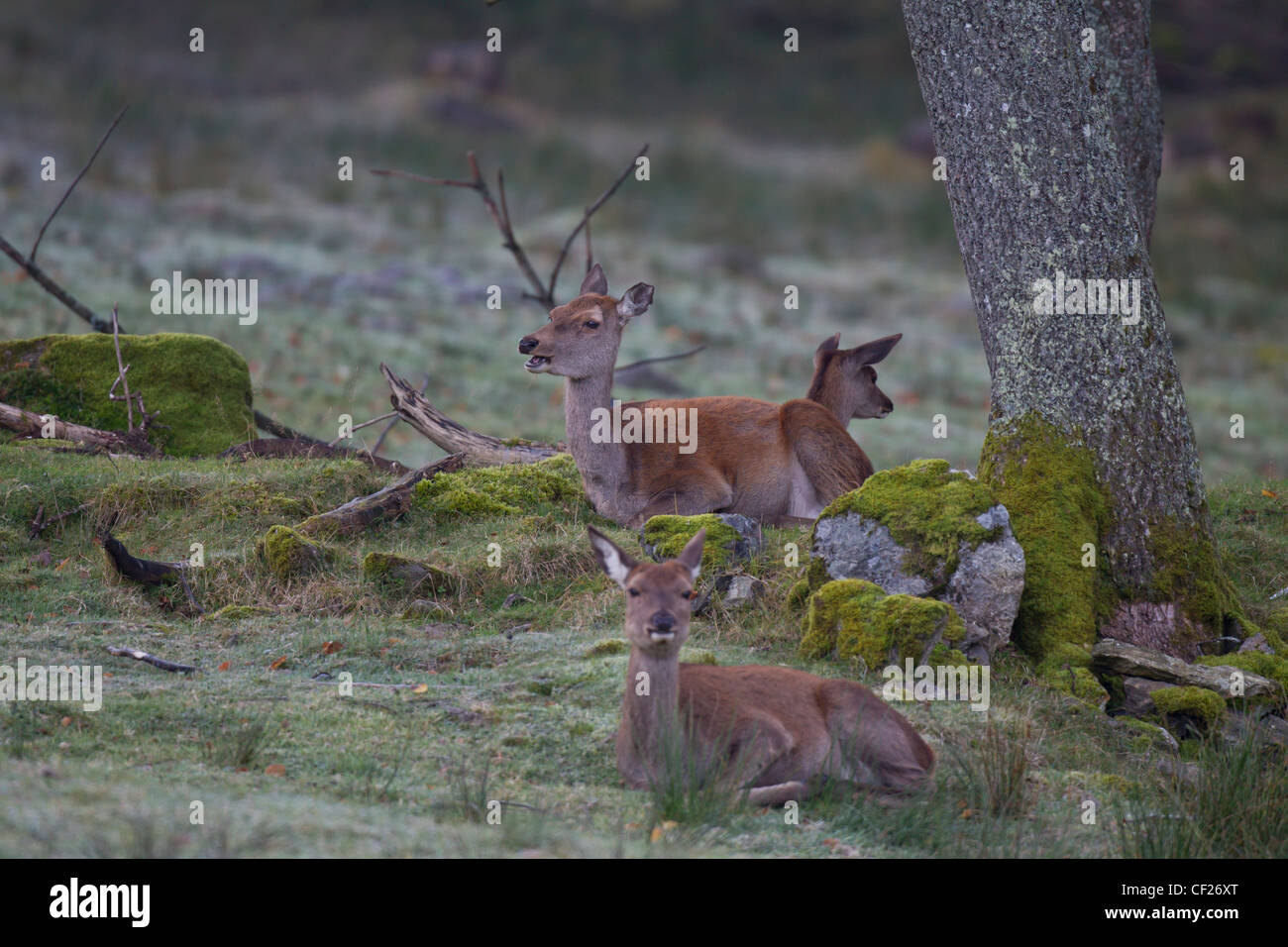 Rothirsch, Cervus elaphus, red deer Stock Photo