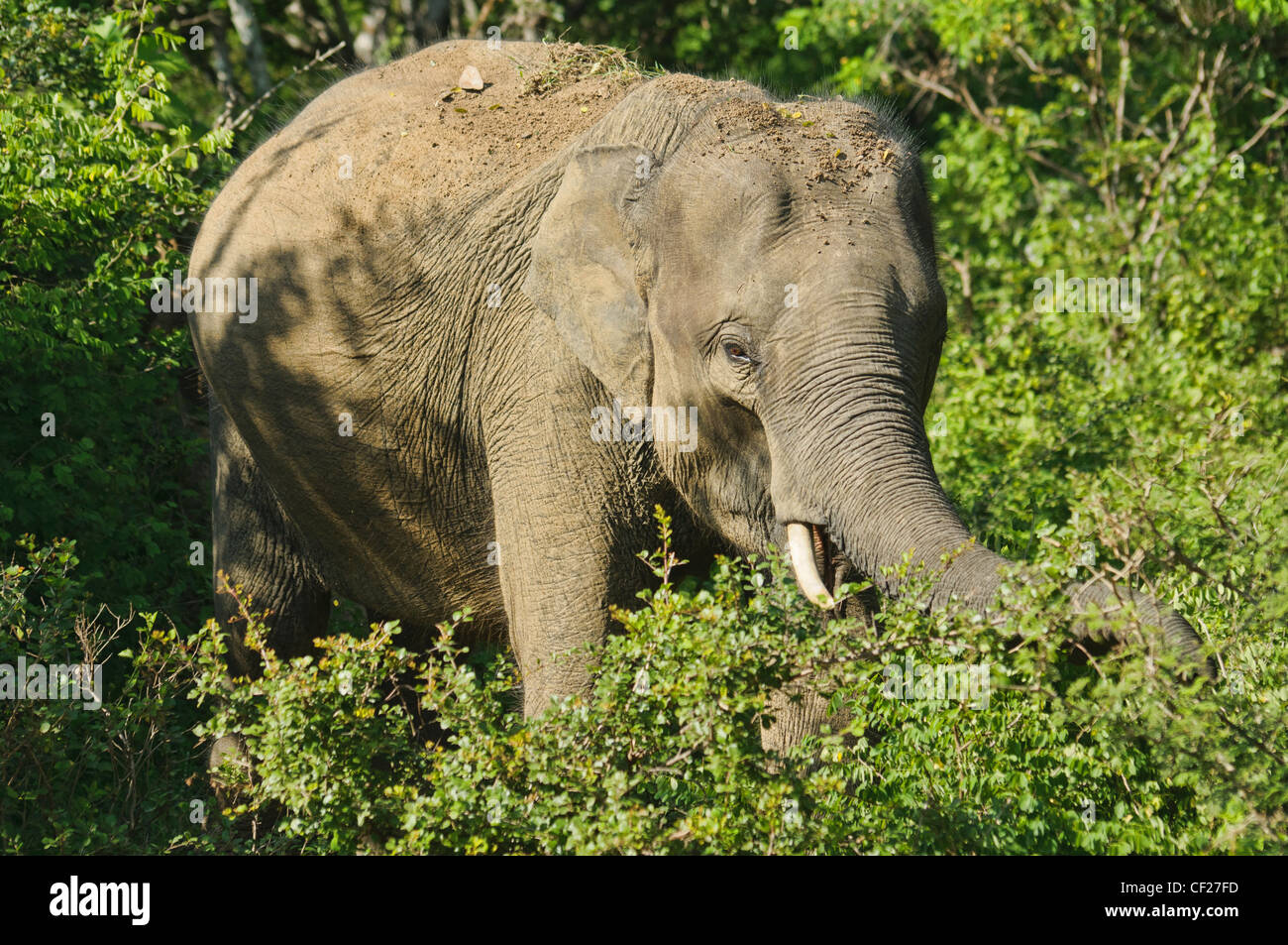 Sri lanka asian elephant tusker hi-res stock photography and images - Alamy
