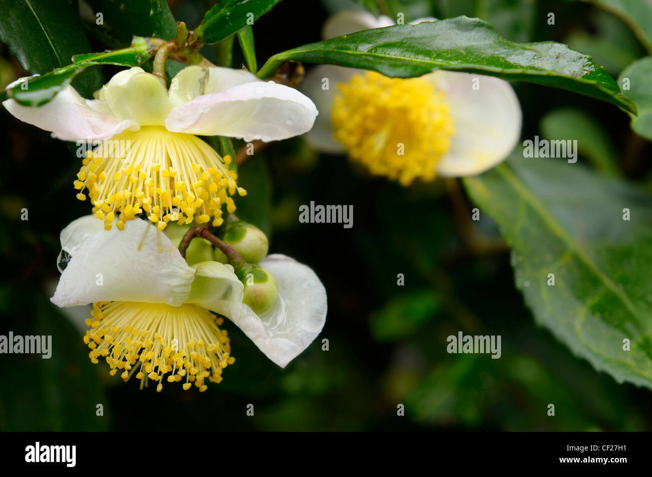 Close up of wet tea bush flowers in Long Jing area of Hangzhou China Stock Photo