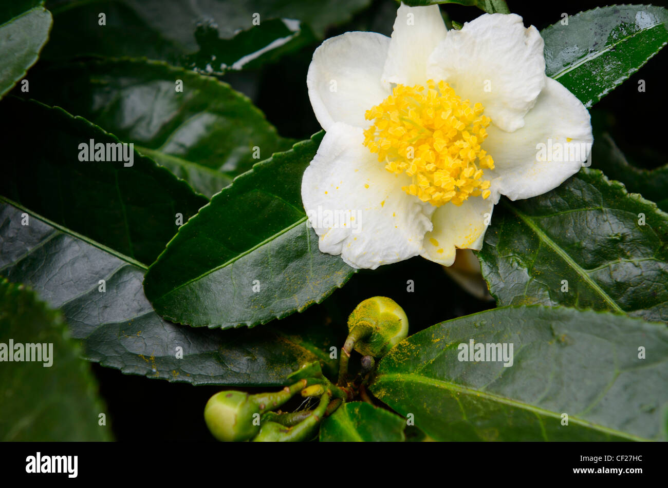 Close up of wet tea bush flower and buds in Long Jing area of Hangzhou China Stock Photo