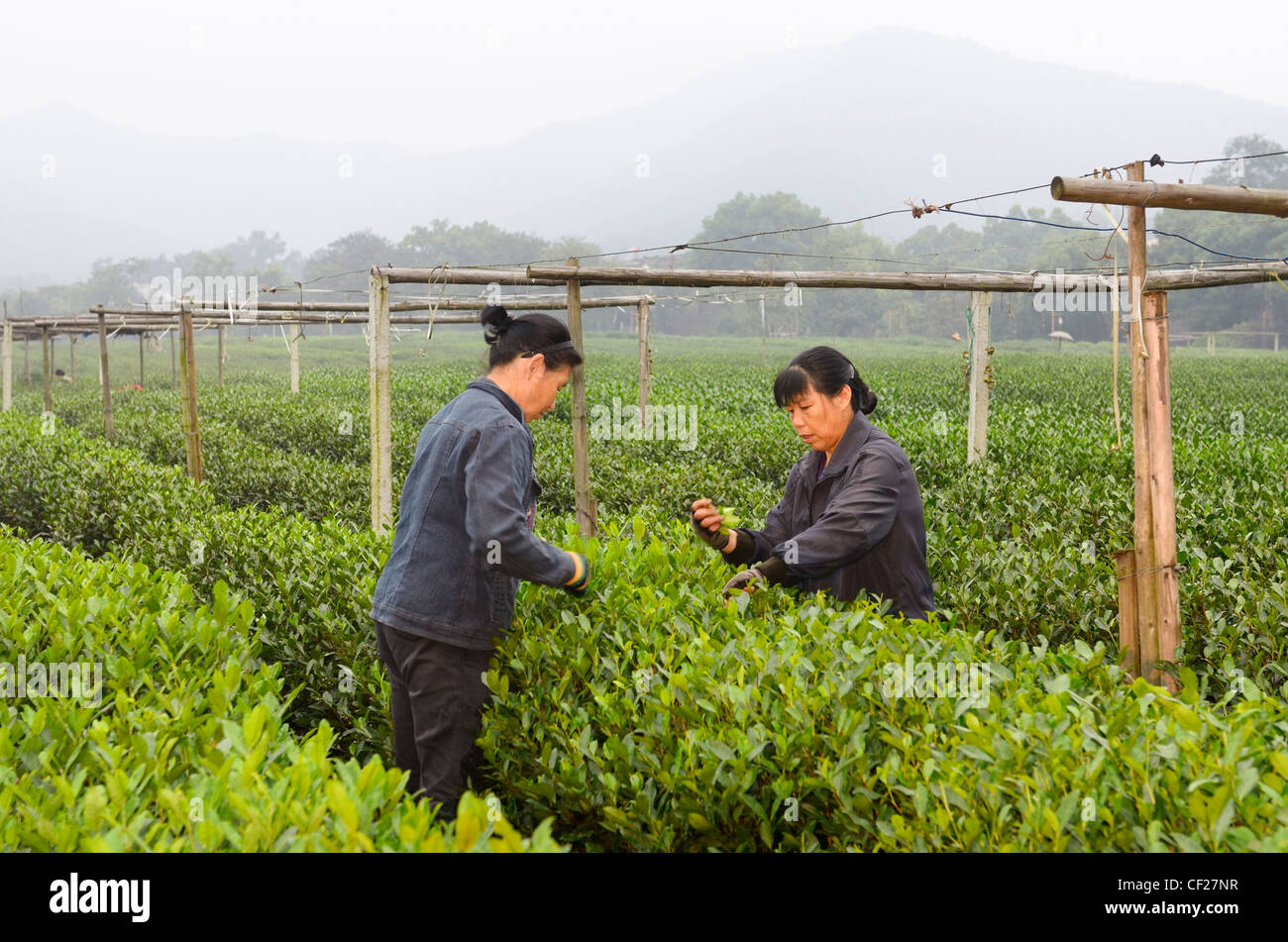 Female workers picking tea leaves at the West Lake plantation in Hangzhou Peoples Republic of China Stock Photo