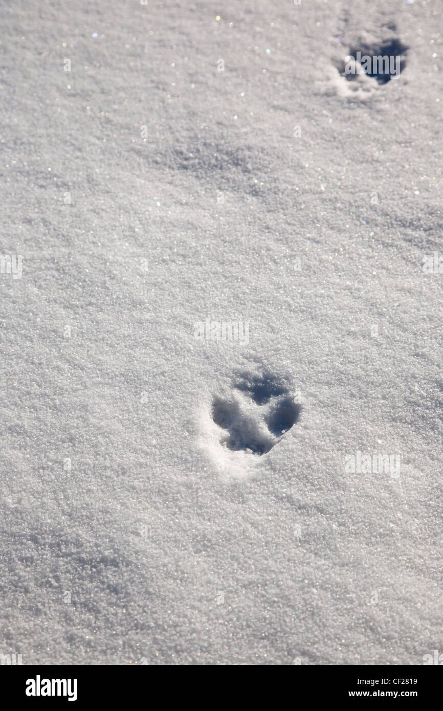 Fox tracks in snow hires stock photography and images Alamy