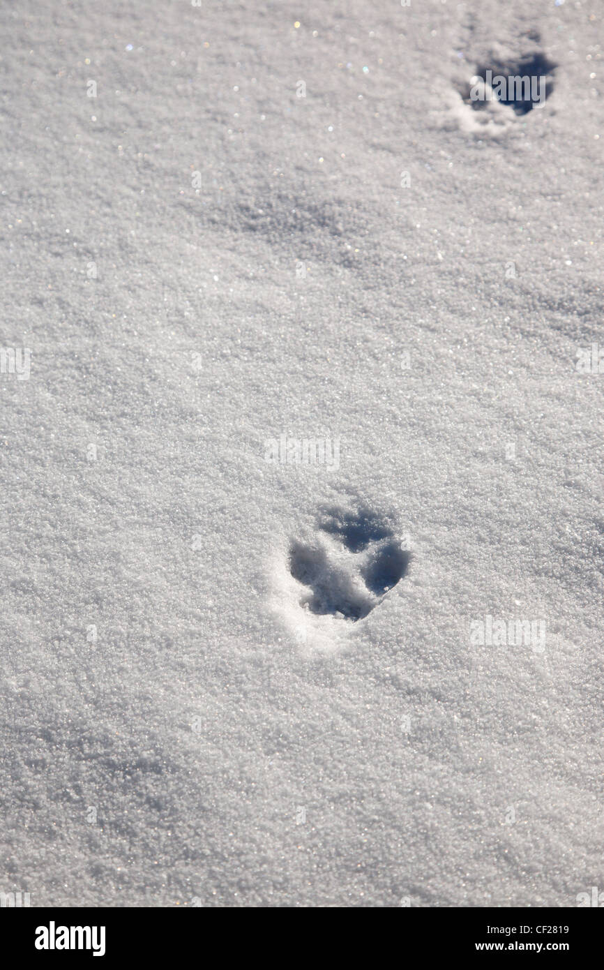 Fox tracks in snow at Gale River forest in the White Mountains, New Hampshire USA during the winter months Stock Photo