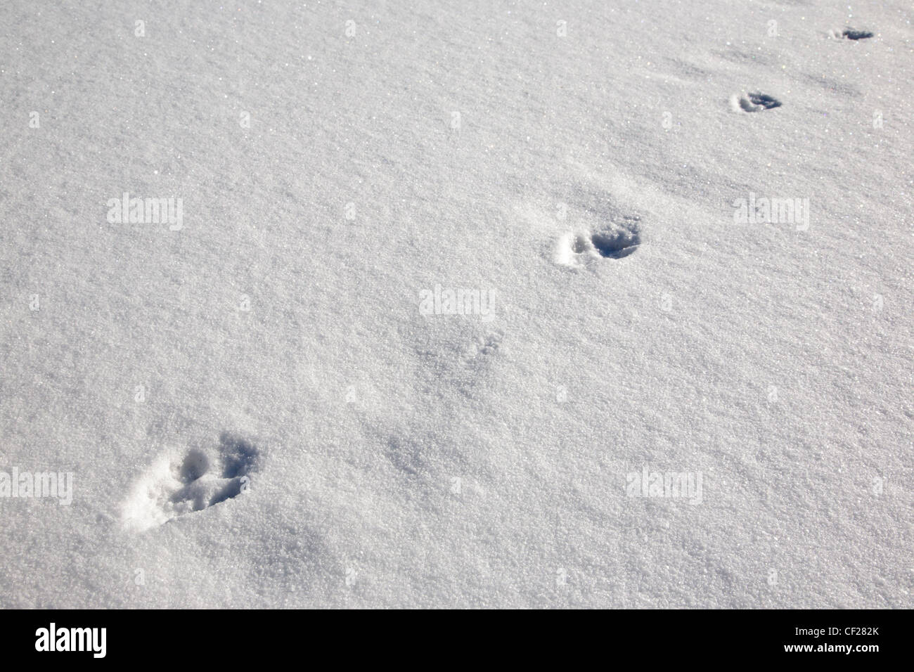 Fox tracks in snow at Gale River forest in the White Mountains, New Hampshire USA during the ...