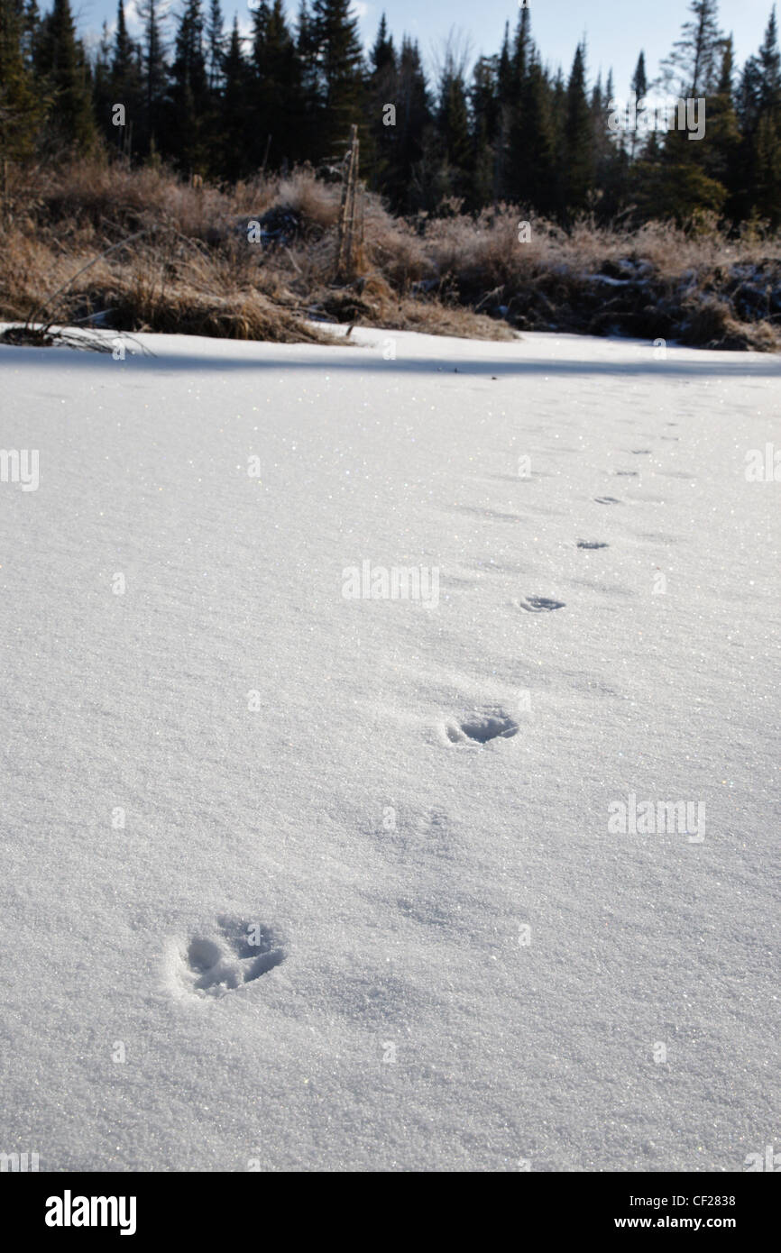 Fox tracks in snow at Gale River forest in the White Mountains, New
