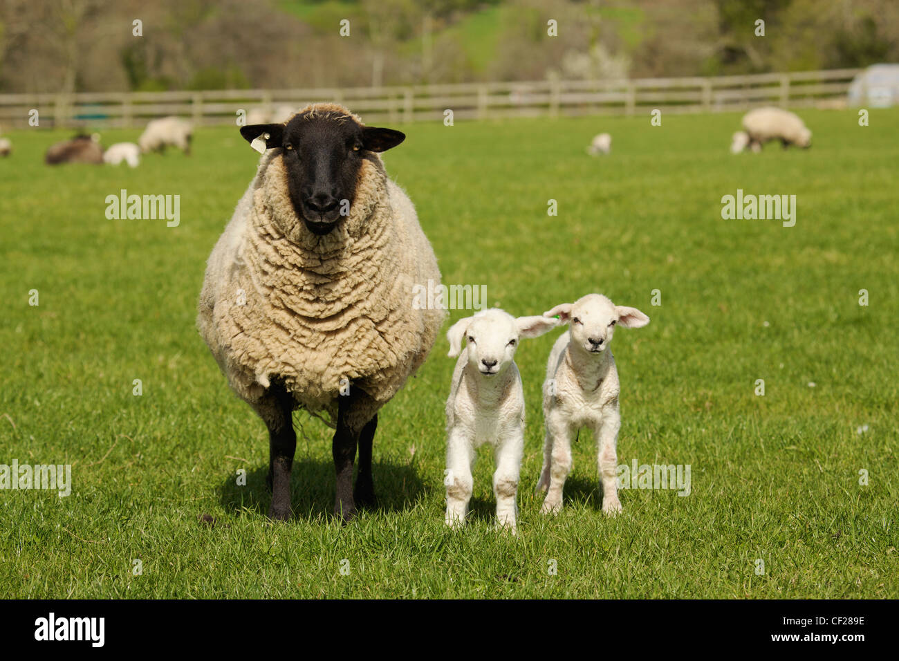 A Lamb With Two Sheep; Dublin Ireland Stock Photo Alamy
