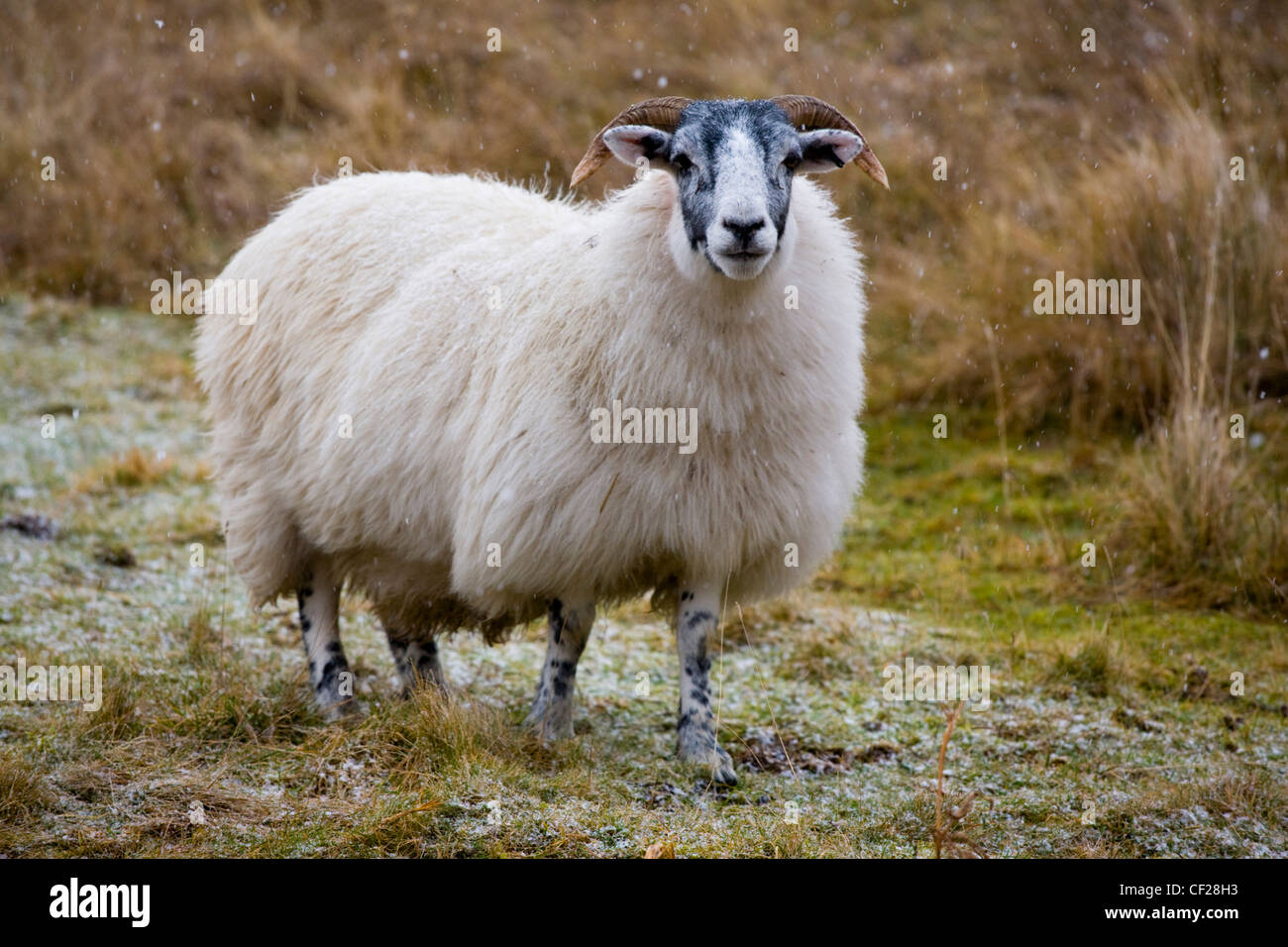 Sheep near Glentude Hill. A thick coat of wool helps to ensure that grazing sheep can survive the hostile environment of the win Stock Photo
