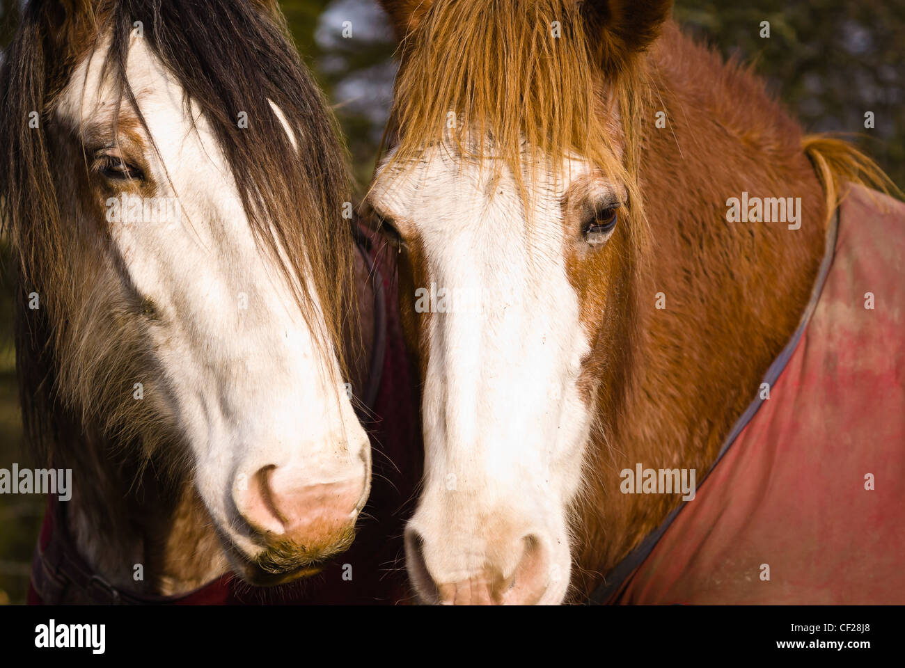Beautiful horses Stock Photo