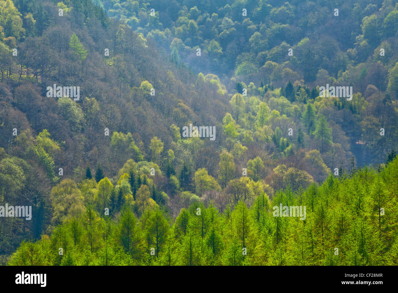 Pine tree forest plantation in Staward the largest area of