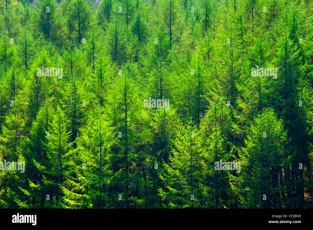 Pine tree forest plantation in Staward the largest area of