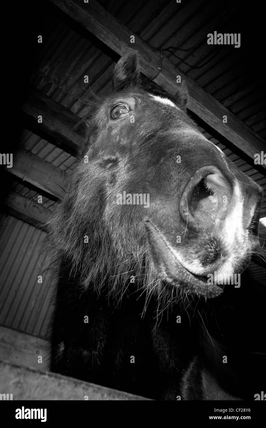 Equine photography of a horse in a stables Stock Photo