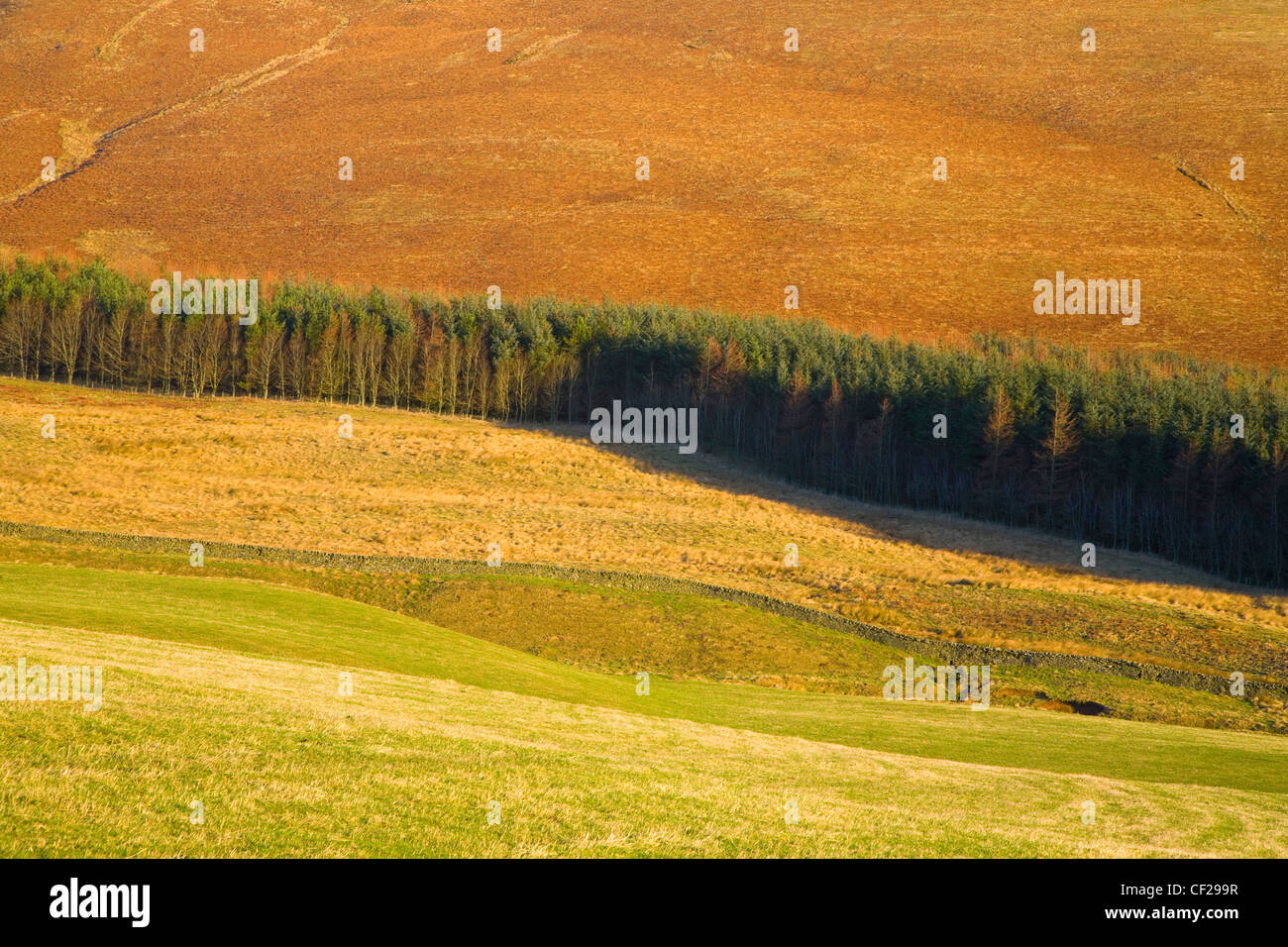 Forest plantation sandwiched between moors and land used for