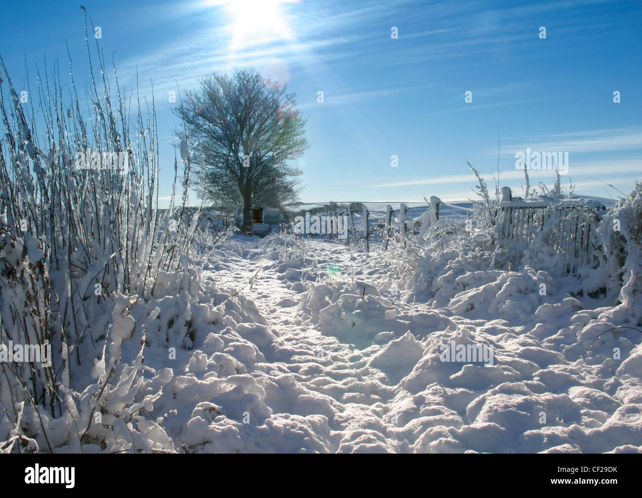Snow scene with blue sky and sunshine, taken after fresh snowfall and