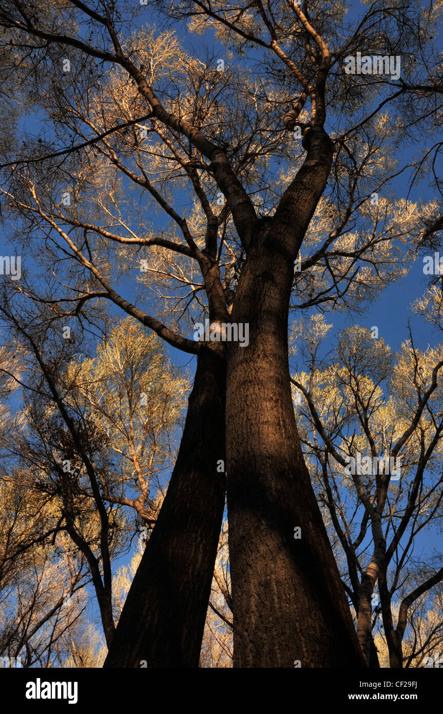 Cottonwood trees in Empire Gulch in the EmpireCienega Resource
