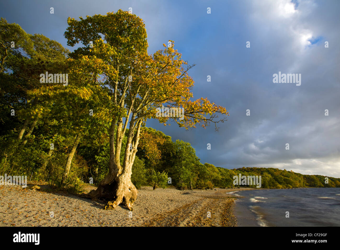 Loch Lomond and the Trossachs National Park. The autumnal colours of Oak woodlands fringing Loch Lomond at the bay of Milarrochy Stock Photo