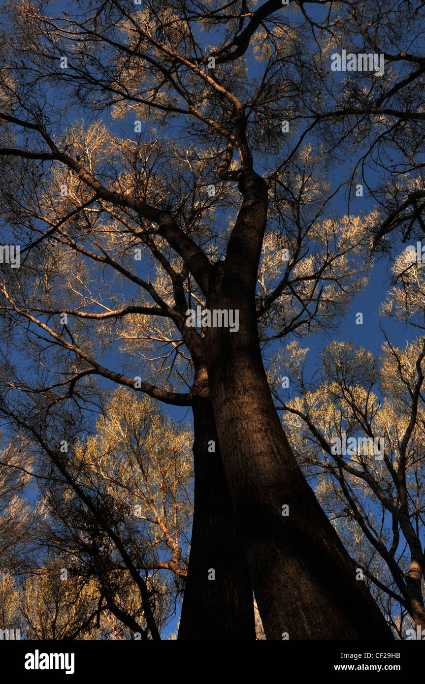 Cottonwood trees in Empire Gulch in the EmpireCienega Resource