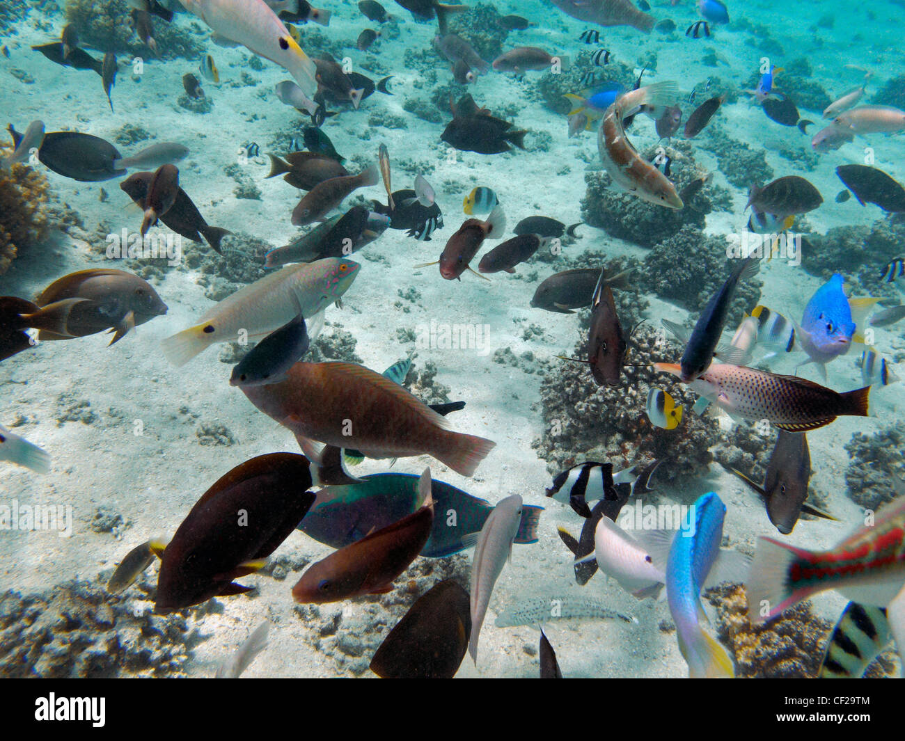 Tropical Fish, Malolo Lailai Island, Mamanuca Islands, Fiji, South Pacific Stock Photo