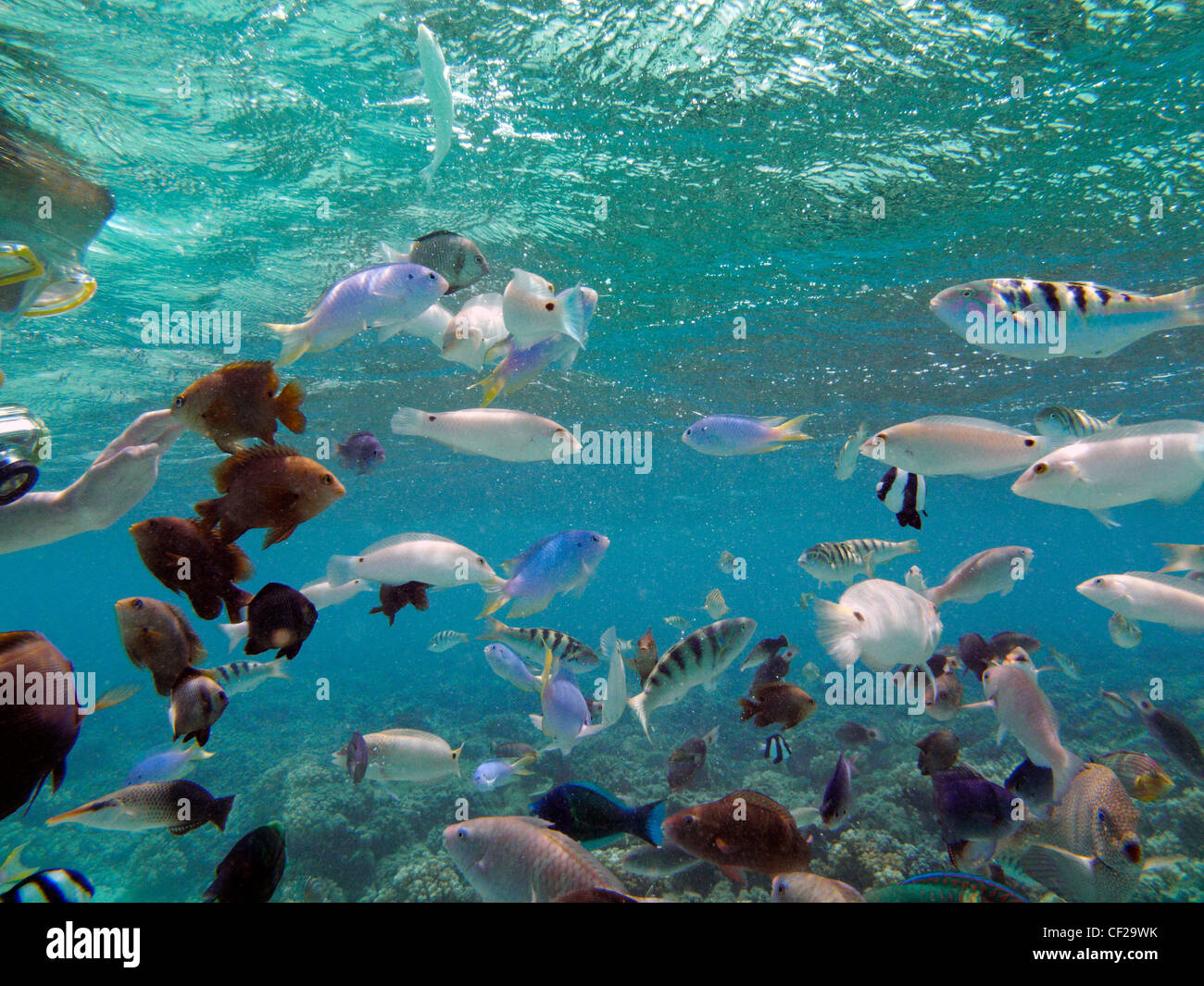 Child snorkeling with tropical Fish, Malolo Lailai Island, Mamanuca Islands, Fiji, South Pacific Stock Photo